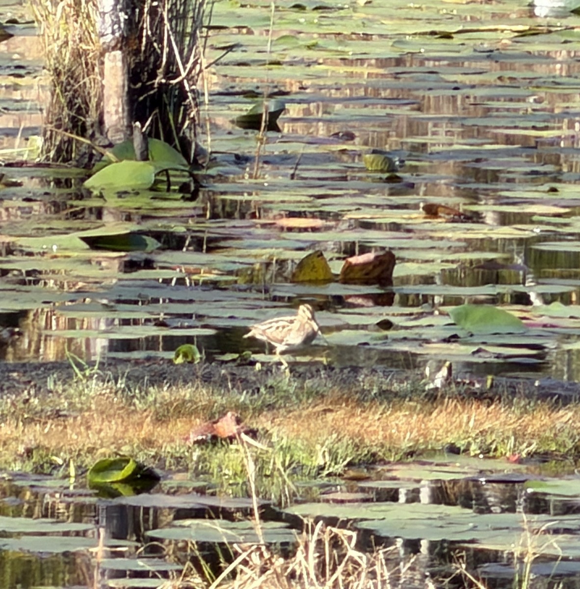 Wilson's Snipe - ML647846560