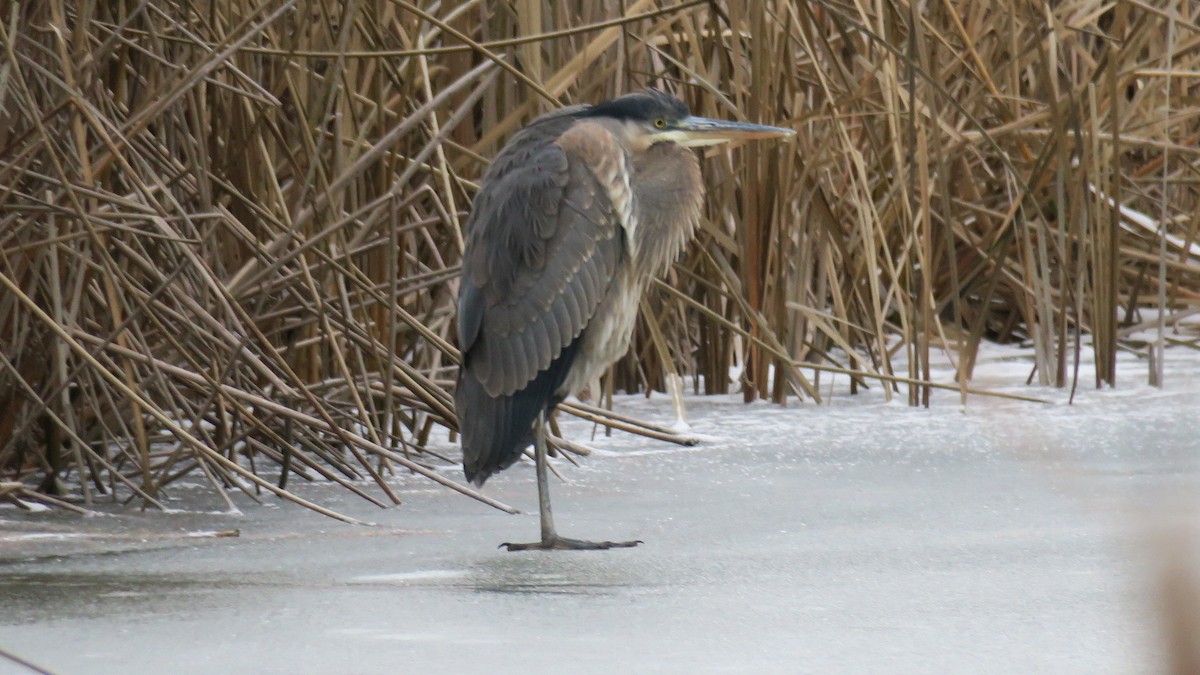 Koartza hauskara amerikarra - ML647846564