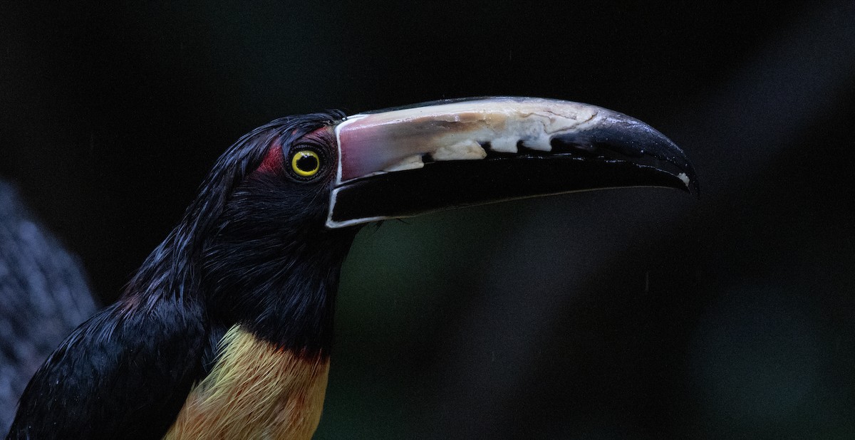 Collared Aracari - ML647846570