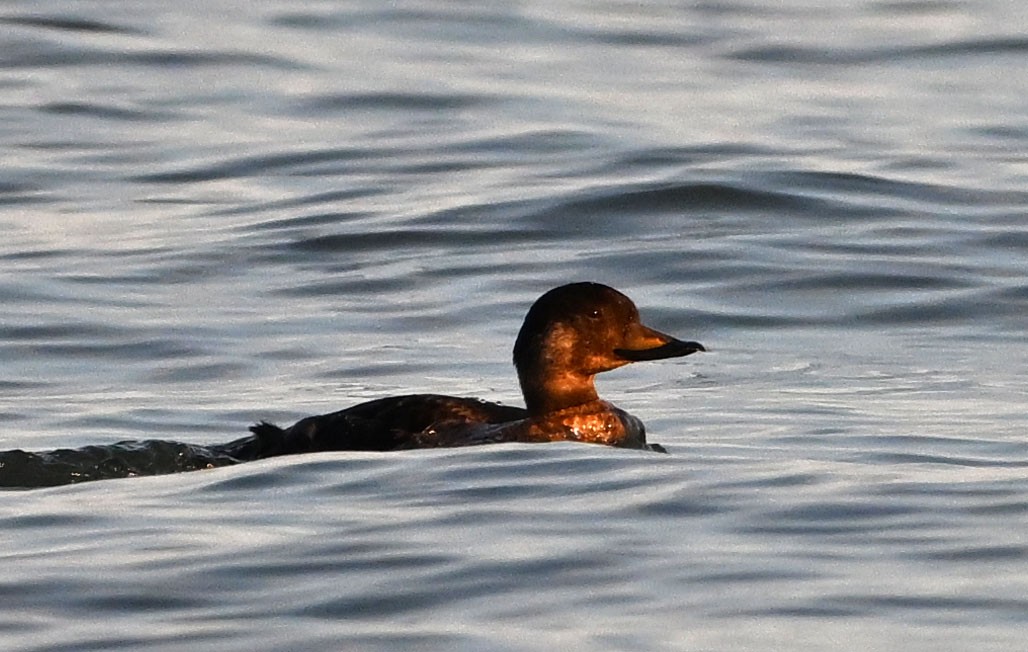 Американская синьга - ML647846601