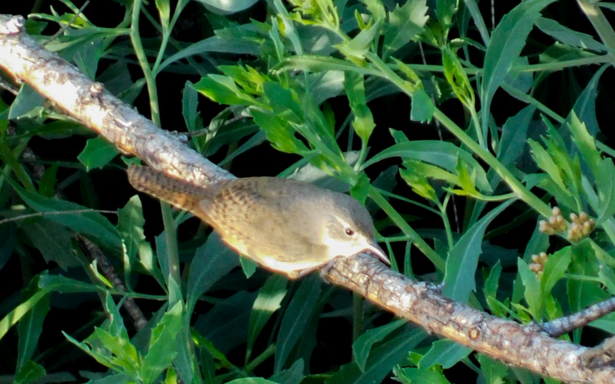 Southern House Wren - ML647846608