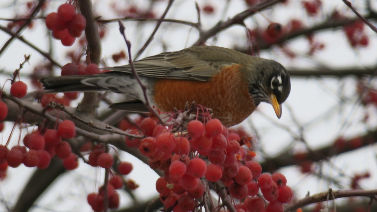 コマツグミ - ML647846642