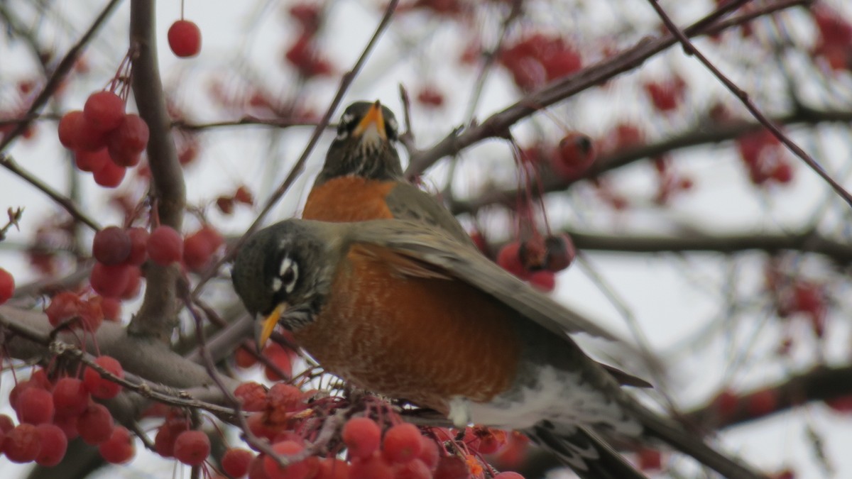 コマツグミ - ML647846643