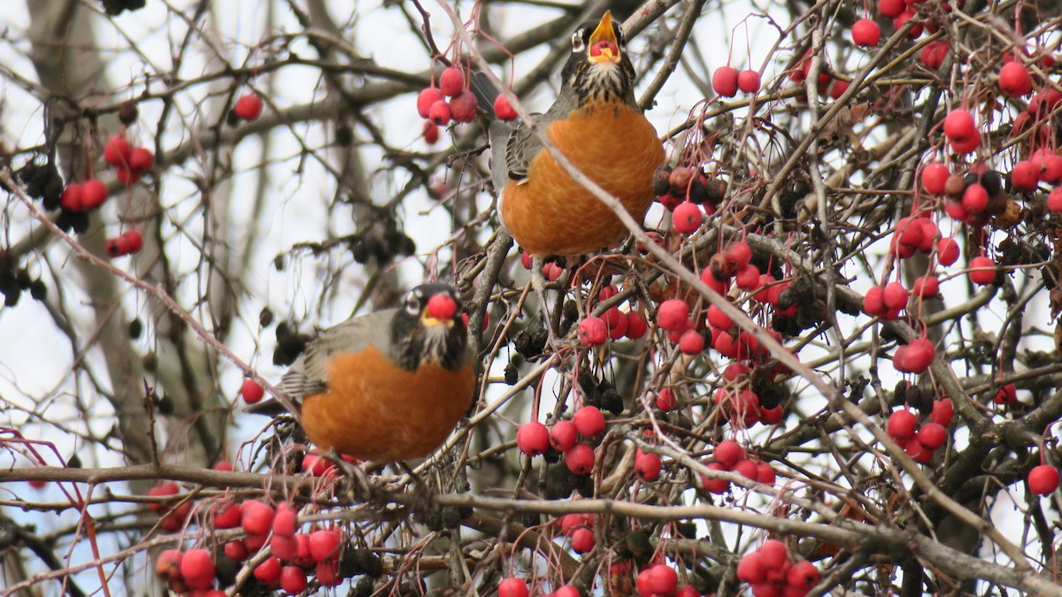 コマツグミ - ML647846644