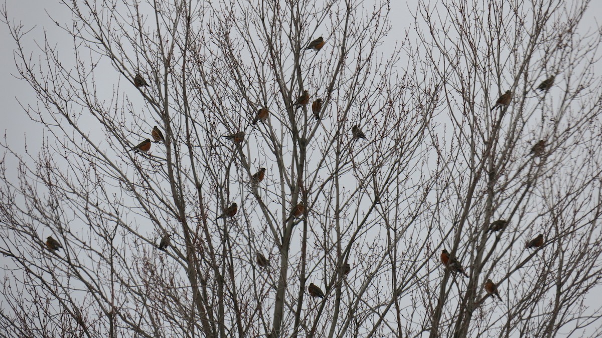 コマツグミ - ML647846645