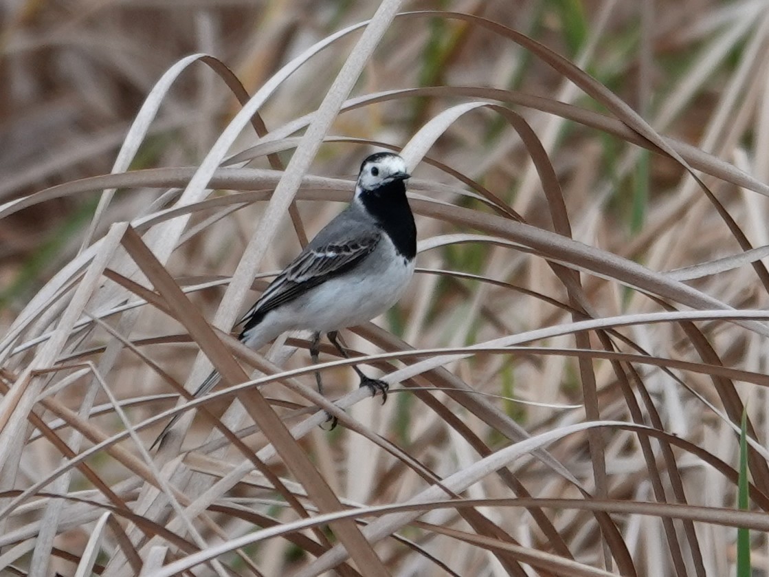 konipas bílý - ML647846748