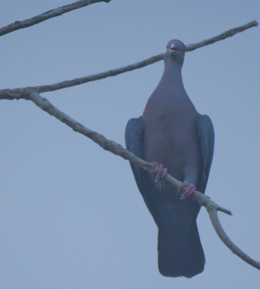 Red-billed Pigeon - ML647846762