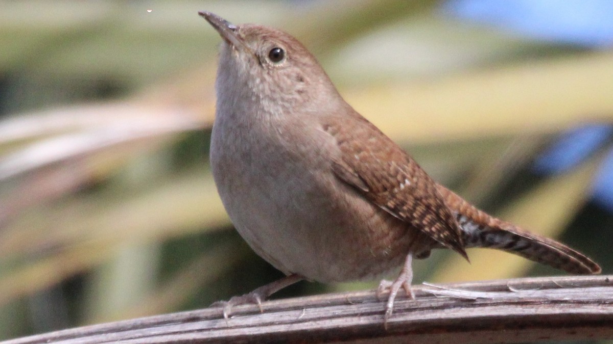 Northern House Wren - ML647846767