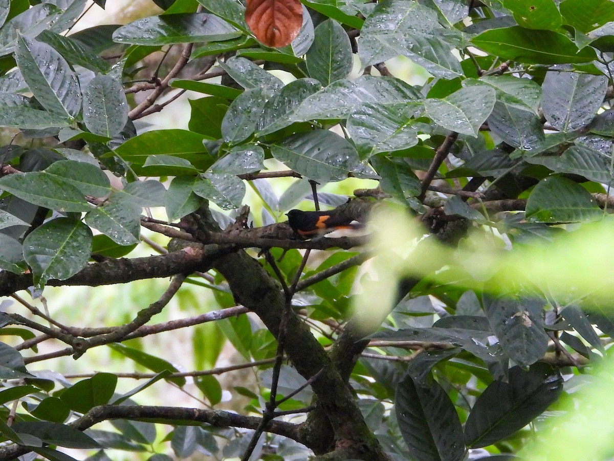 סבכון חכלילי - ML647846777
