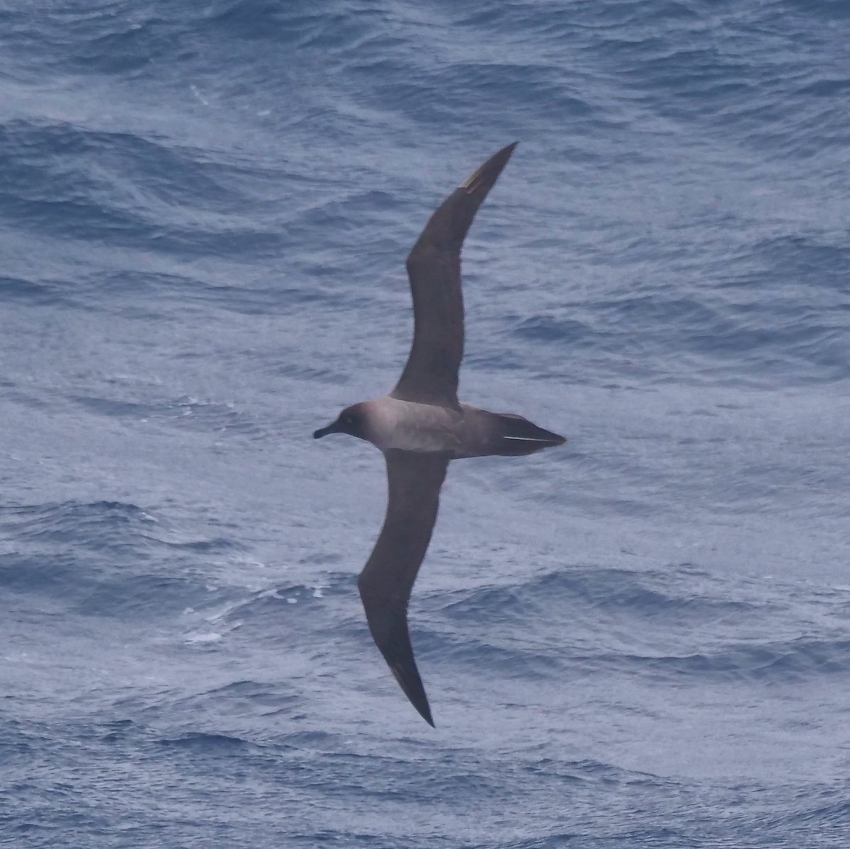 Graumantelalbatros - ML647846803