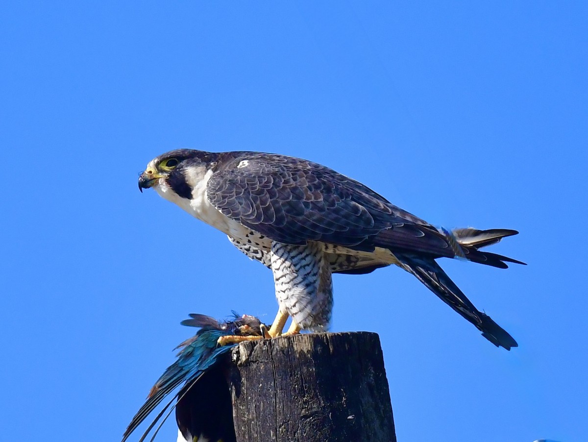 sokol stěhovavý - ML647846818