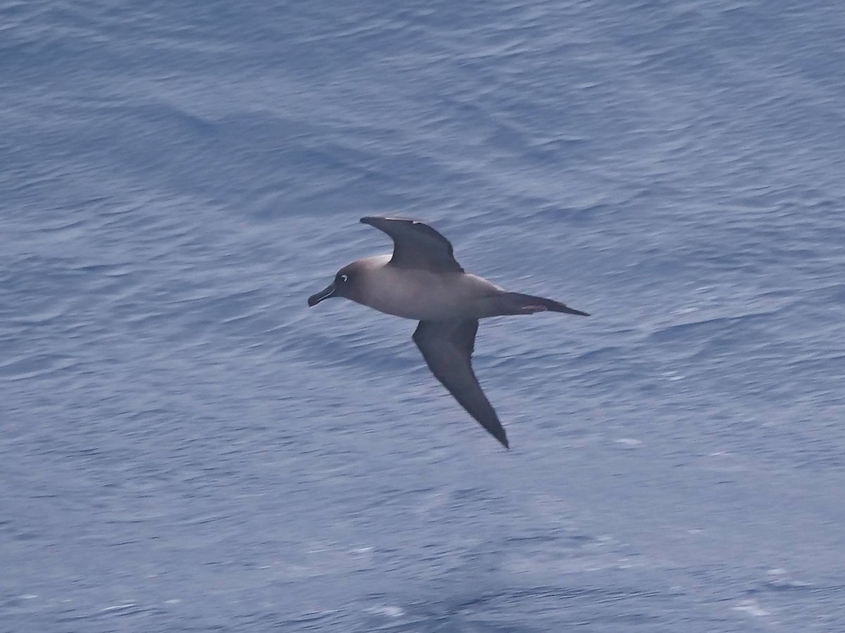 Graumantelalbatros - ML647846837