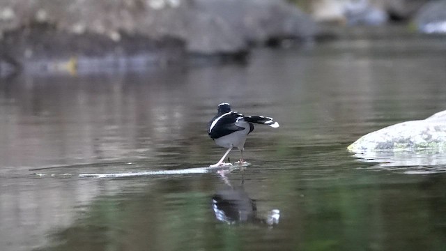 Ak Alınlı Çatalkuyruk (leschenaulti) - ML647846871