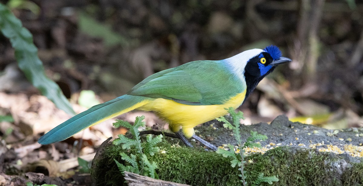 Green Jay - ML647846873