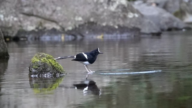 White-crowned Forktail (Javan) - ML647846874
