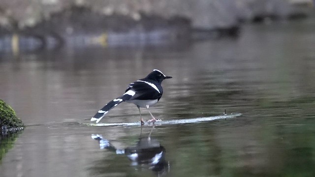White-crowned Forktail (Javan) - ML647846875