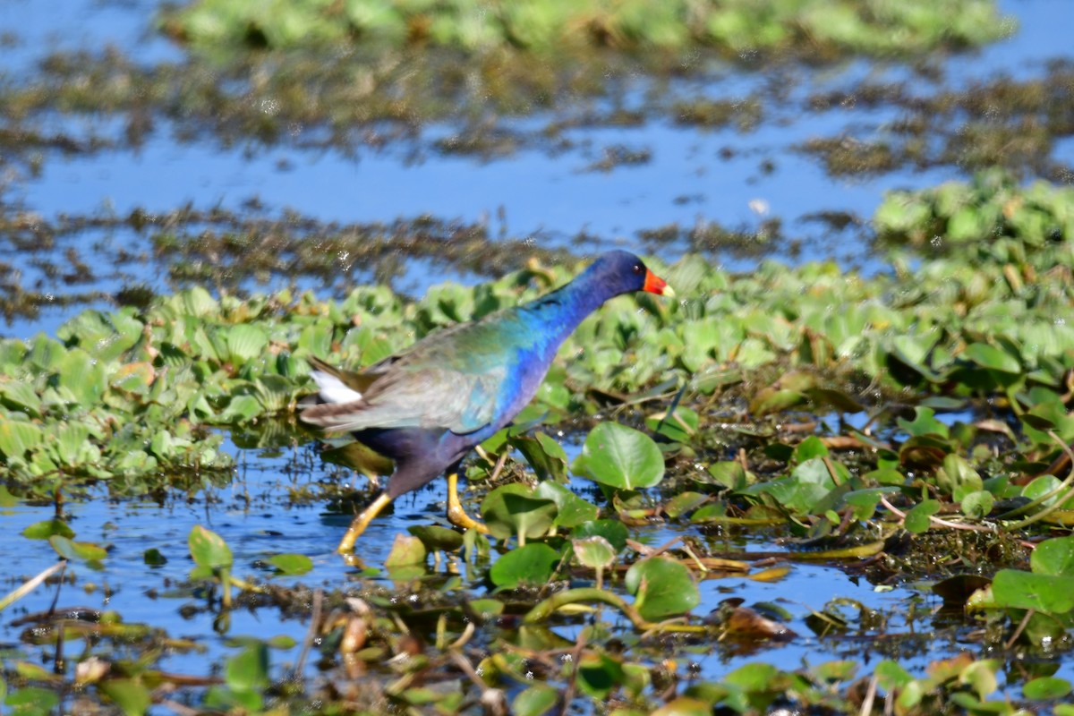 Uroilo urdin amerikarra - ML647846878