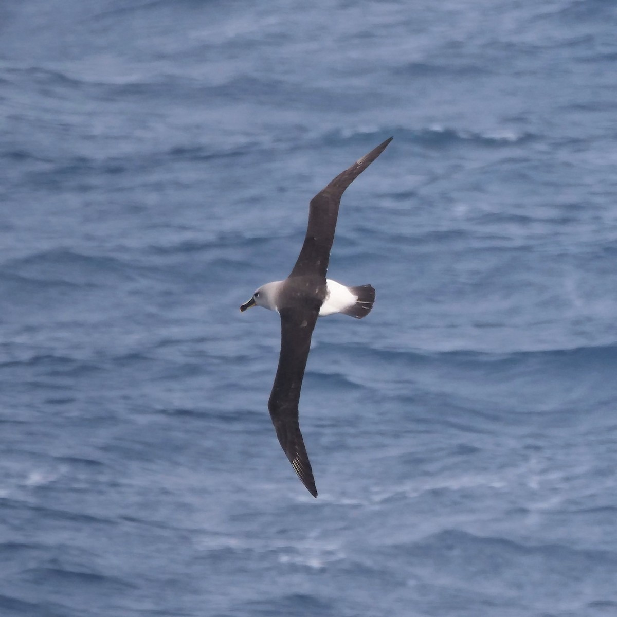 Boz Başlı Albatros - ML647846896