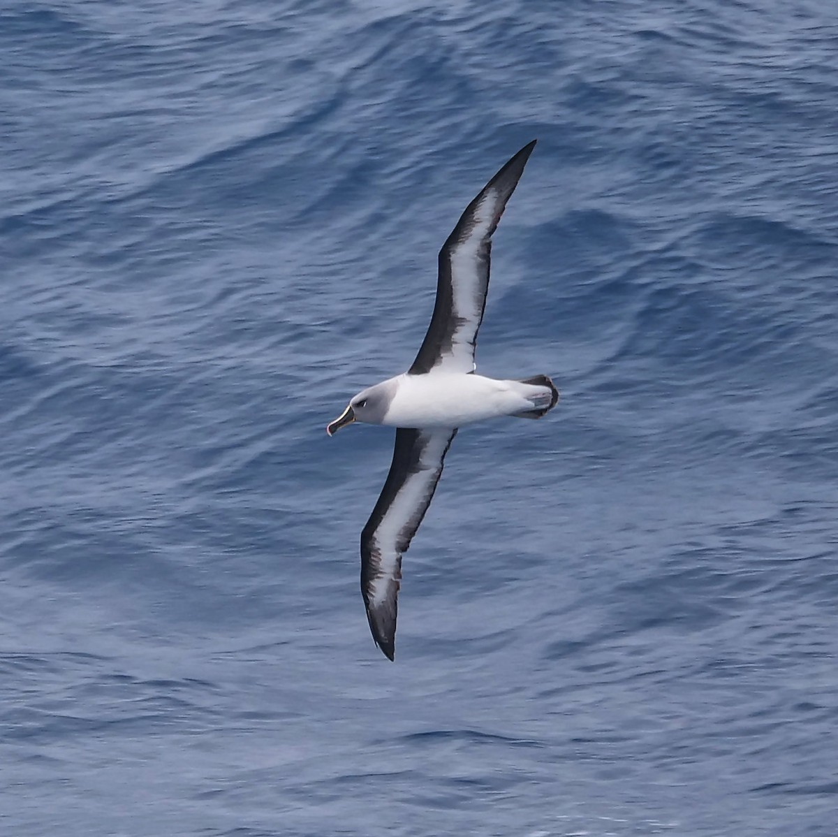 Boz Başlı Albatros - ML647846930