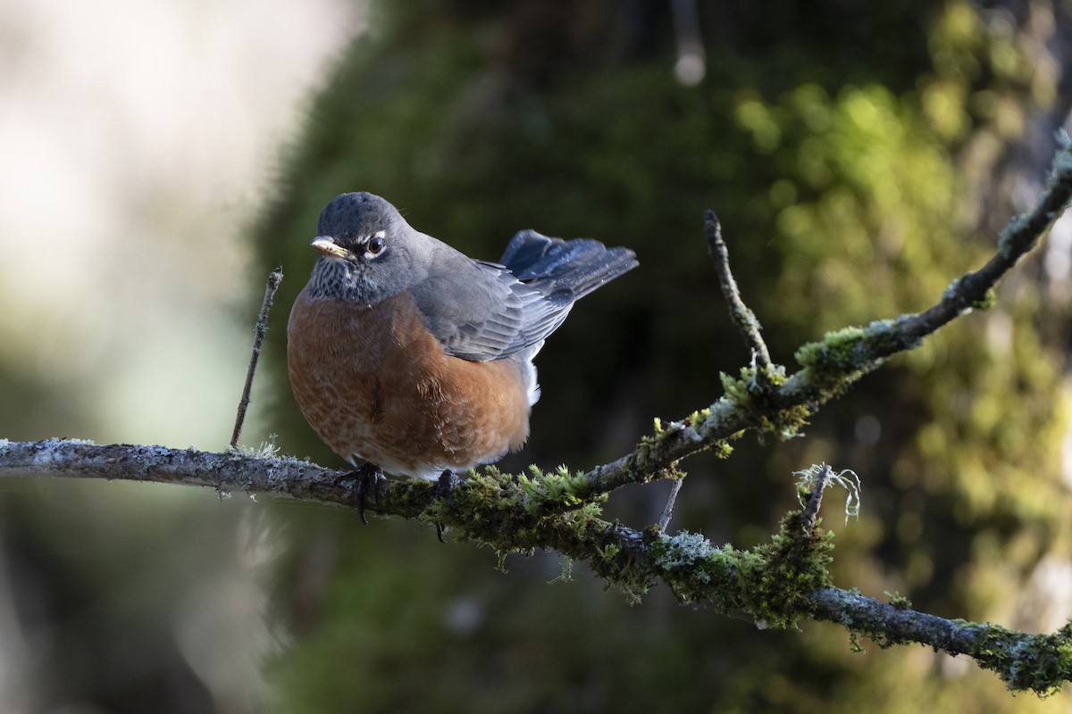 コマツグミ - ML647846936