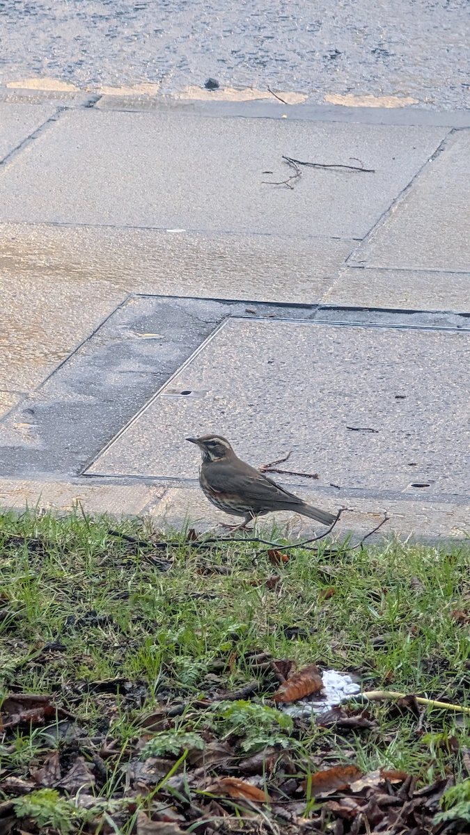 Grive mauvis - ML647847013