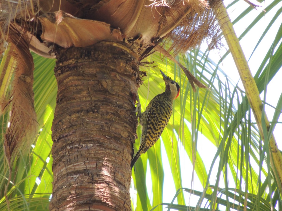 Carpintero Real - ML647847034