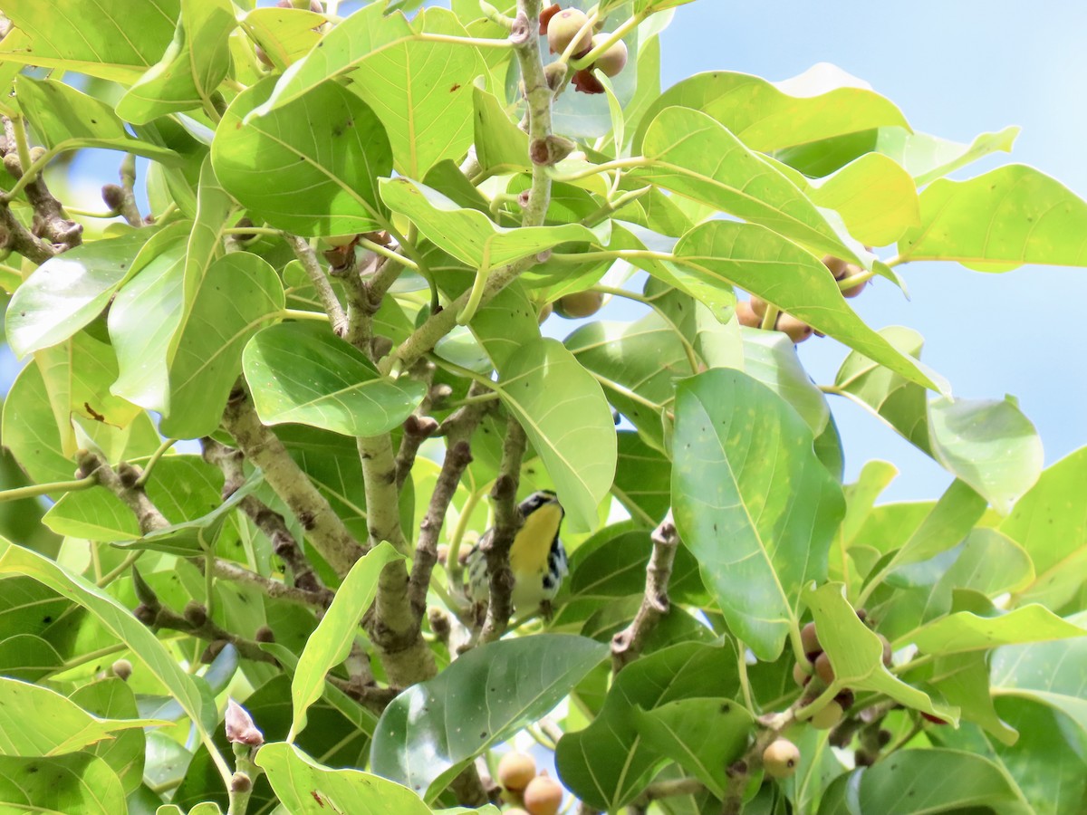 Yellow-throated Warbler (dominica/stoddardi) - ML647847051