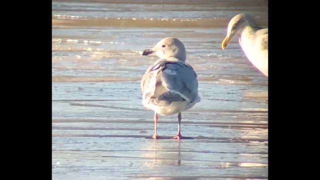 racek šedokřídlý - ML647847120