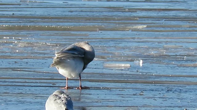 racek šedokřídlý - ML647847121