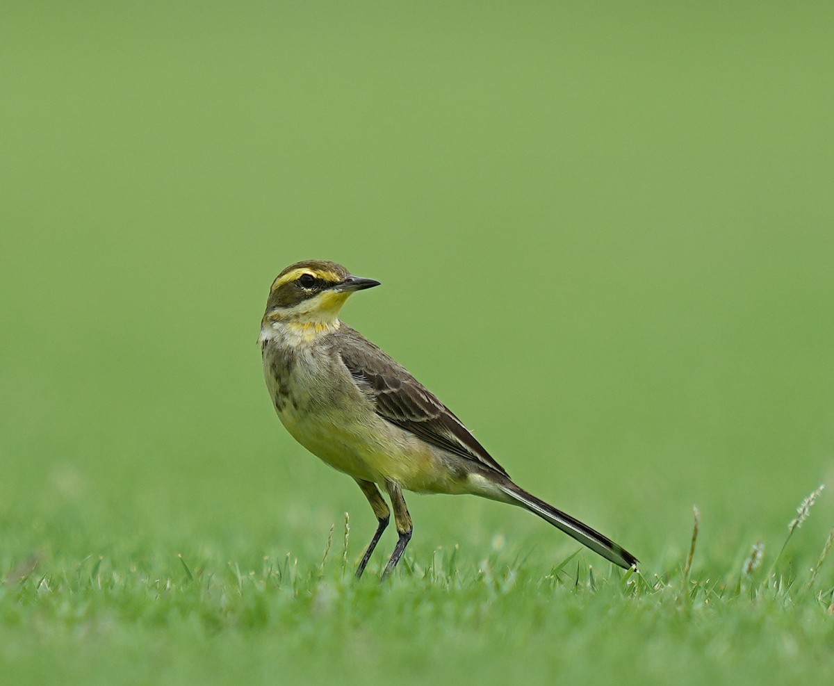 Eastern Yellow Wagtail - ML647847152