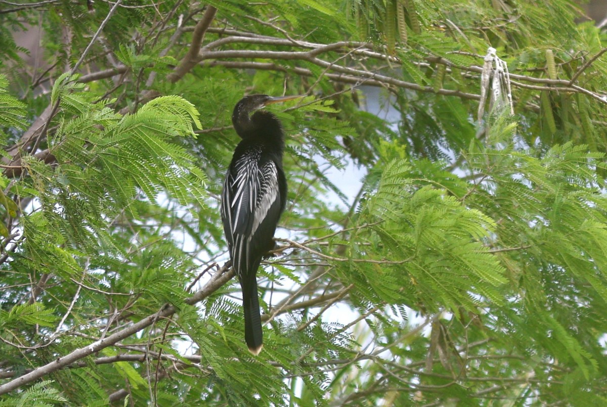 Anhinga Americana - ML647847163