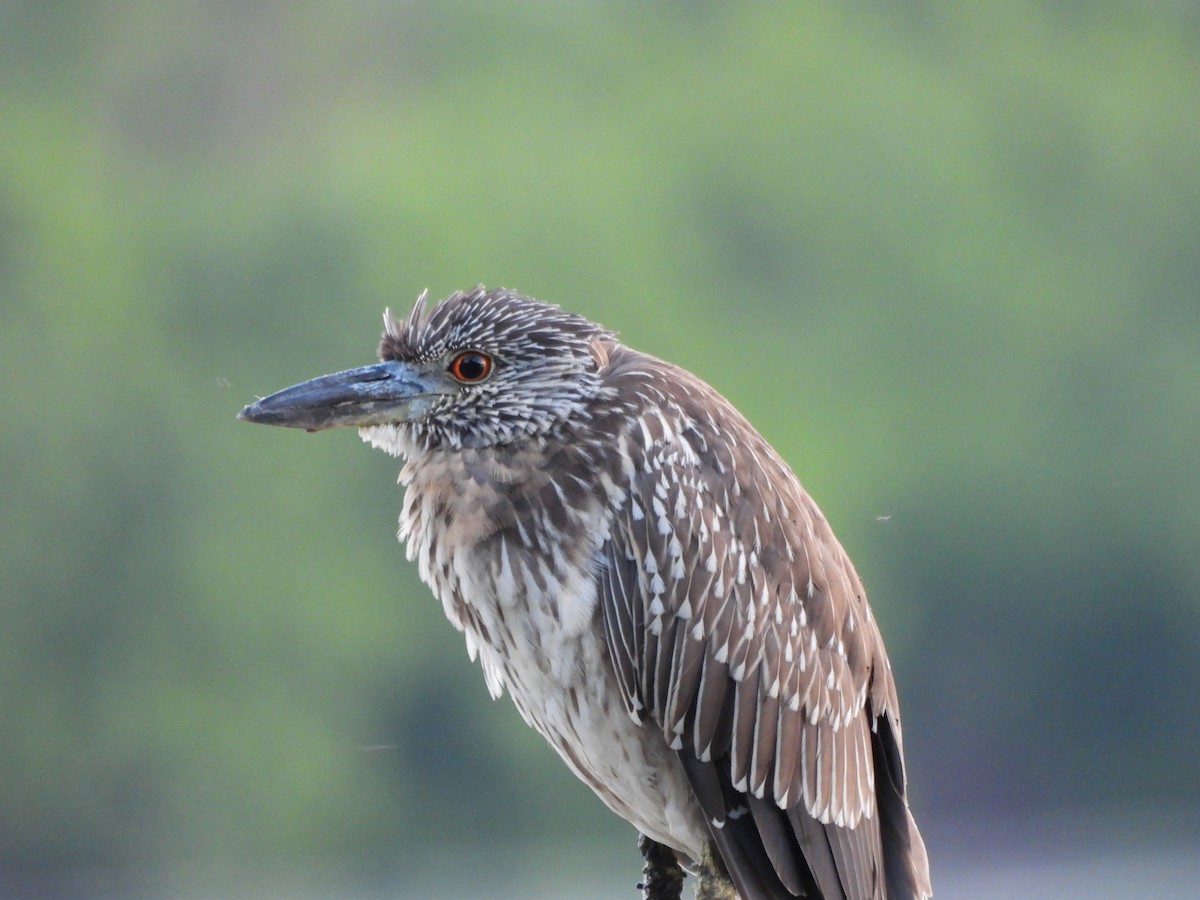 Sarı Tepeli Gece Balıkçılı - ML647847172