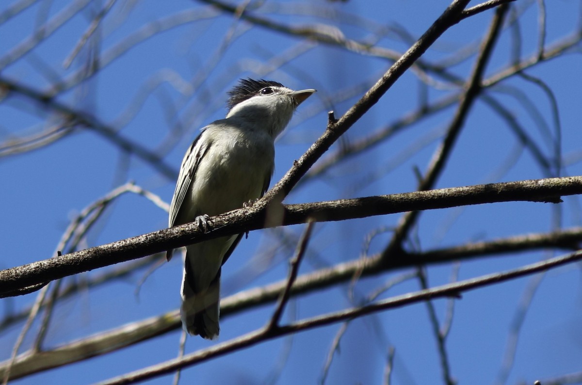 Anambé Mexicano - ML647847184