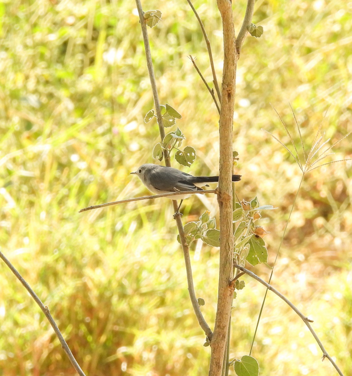 ブユムシクイ - ML647847215