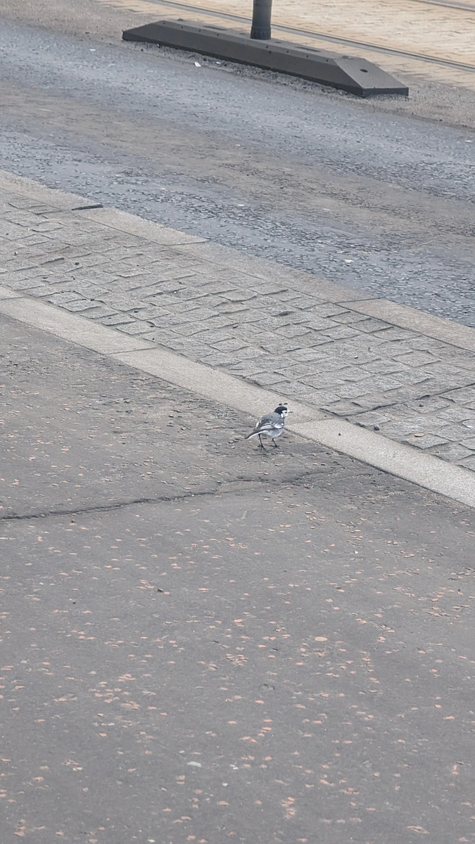 konipas bílý - ML647847230