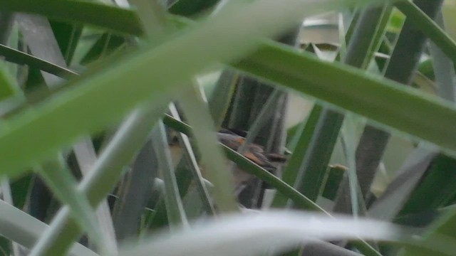 Wren-like Rushbird - ML647847232