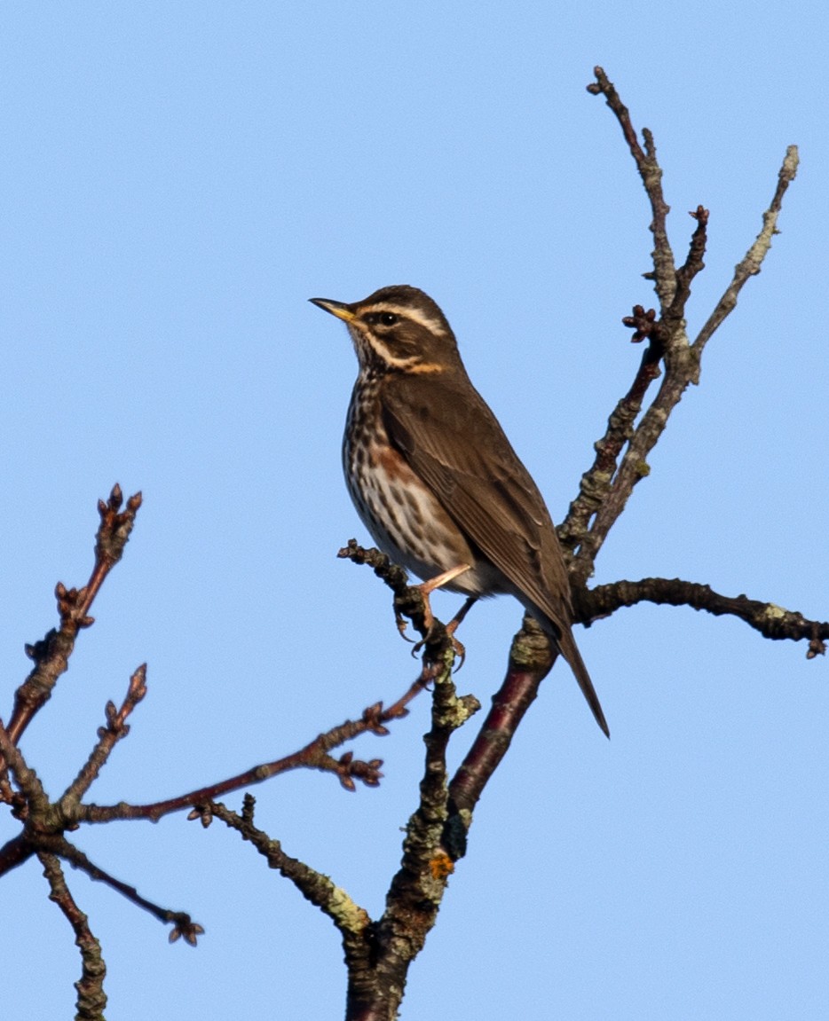 Grive mauvis - ML647847263