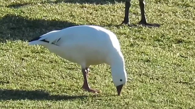 husa bělostná - ML647847282