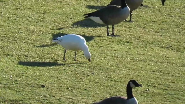 husa bělostná - ML647847284