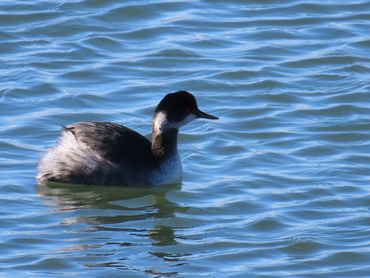 Grèbe à cou noir - ML647847302