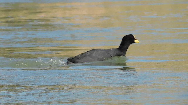 lyska žlutočelá - ML647847329