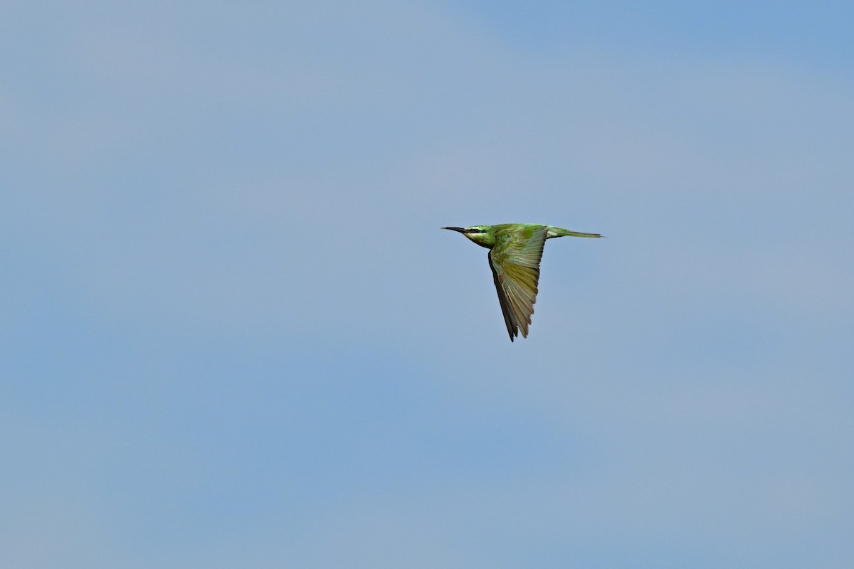שרקרק ירוק - ML647847346