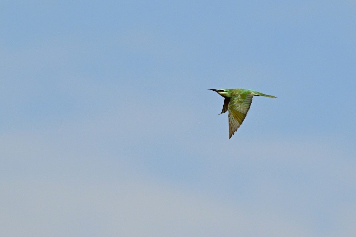 שרקרק ירוק - ML647847349
