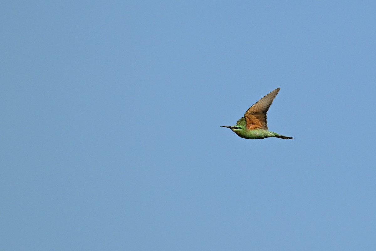 שרקרק ירוק - ML647847350