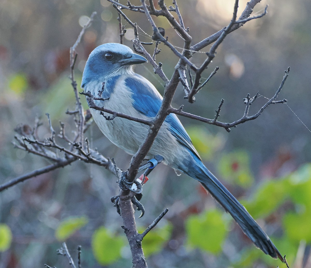 Florida Scrub-Jay - ML647847366