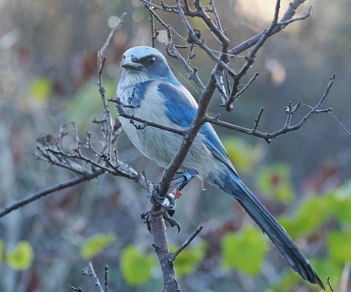 Florida Scrub-Jay - ML647847368