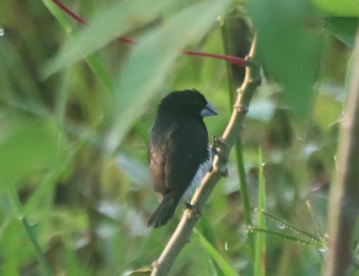 Чёрно-белая муния - ML647847369