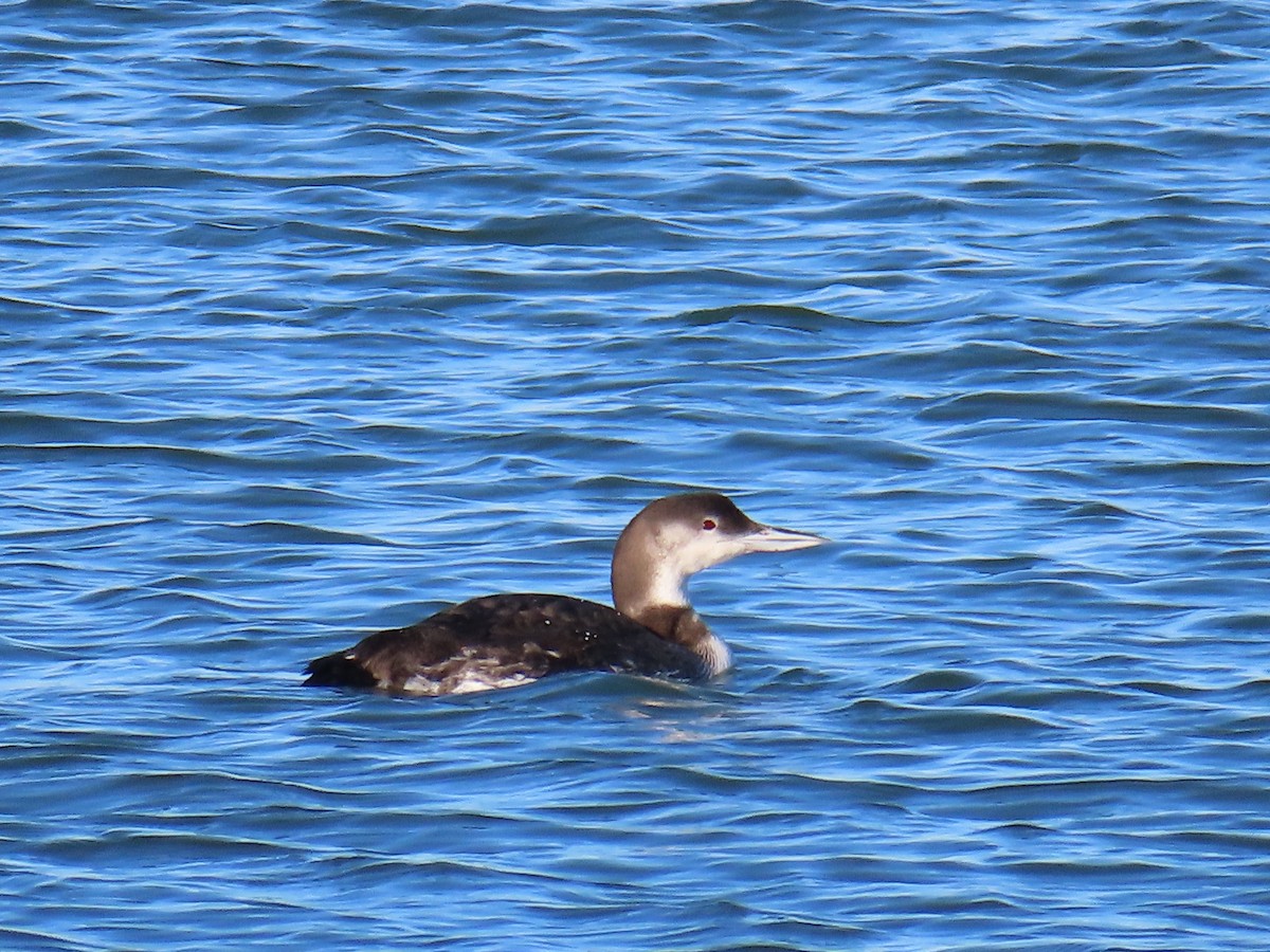 potáplice lední - ML647847392