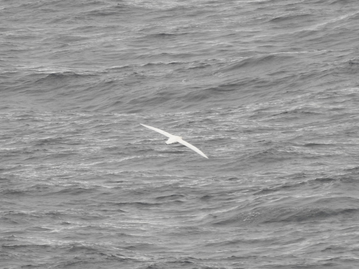 Southern Giant-Petrel - ML647847397