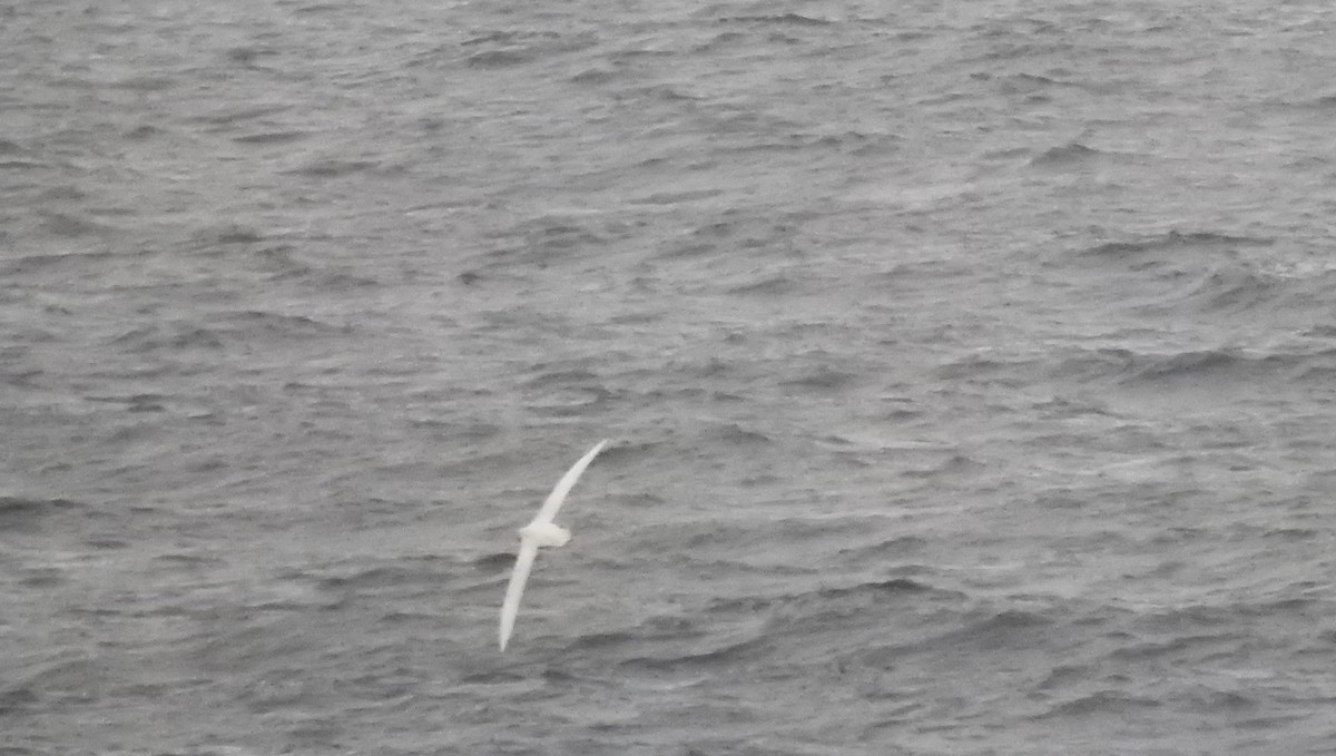 Southern Giant-Petrel - ML647847398